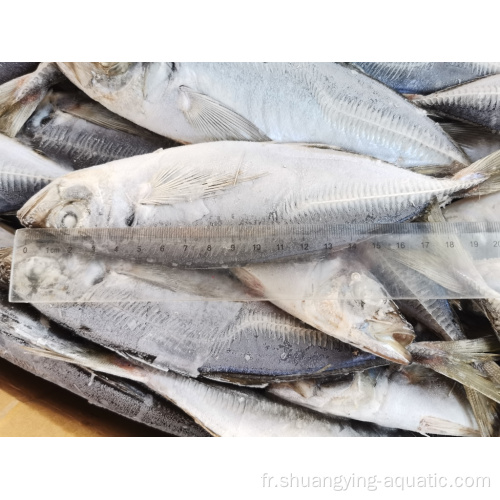 Fish de maquereau de cheval surgelé pour le prix de commercialisation